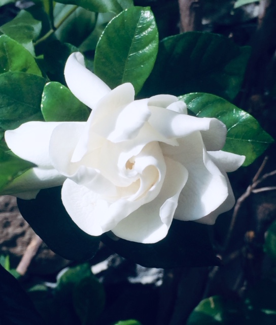 Bougianvillea